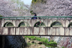 二ヶ領用水の桜