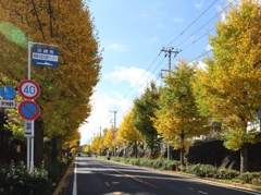 昨日の雨で