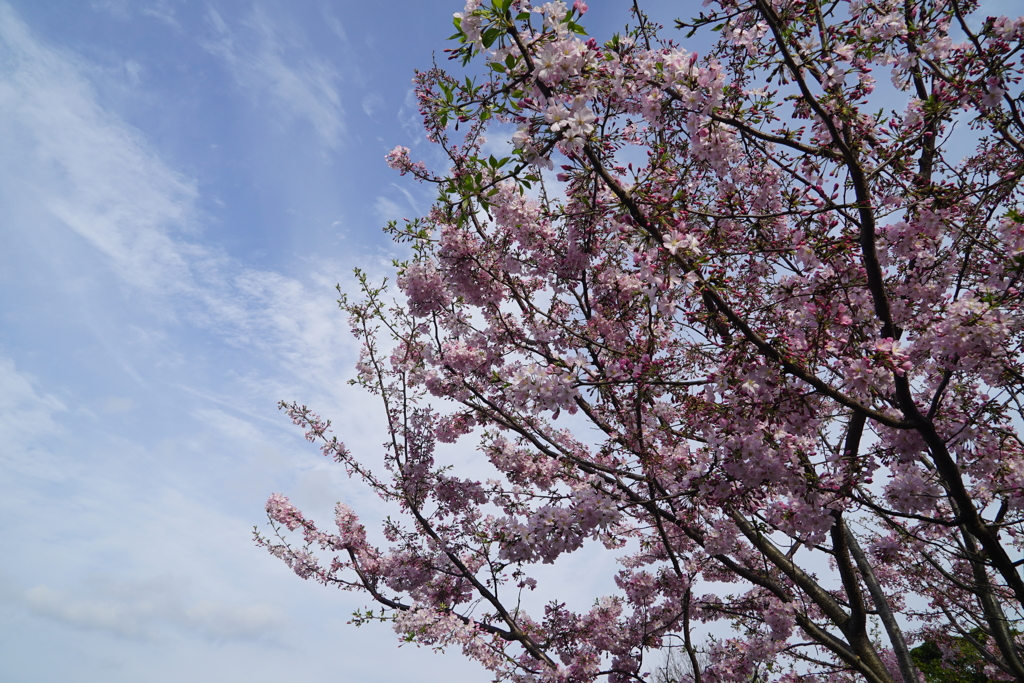 アメリカ山公園の桜