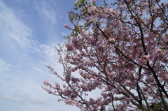 アメリカ山公園の桜