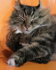 頬杖をついた猫
