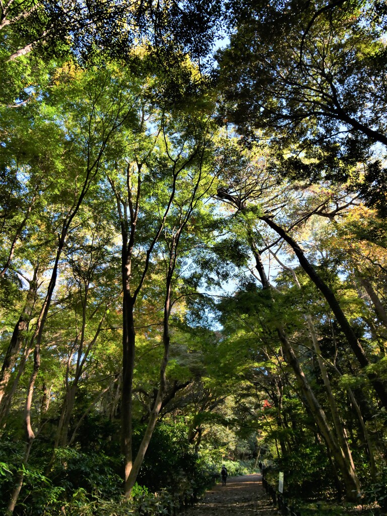 鬱蒼とした森