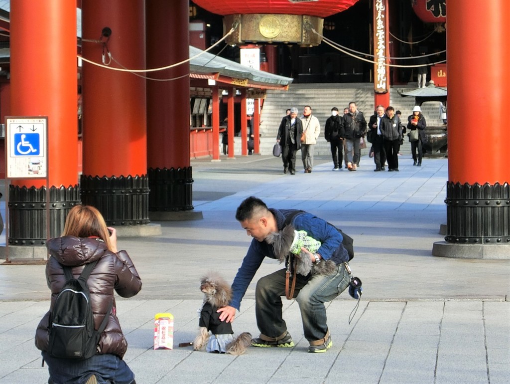 お犬様の七五三か！