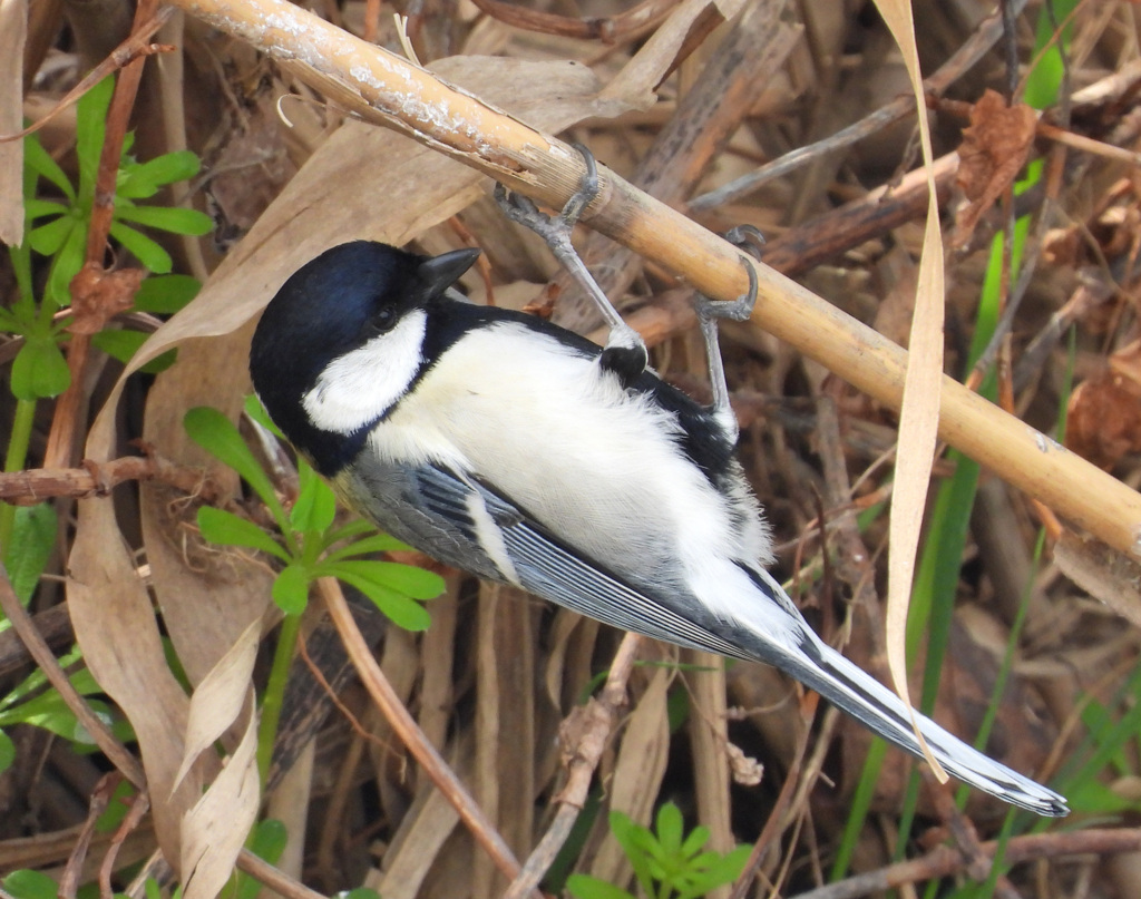 逆さシジュウカラ