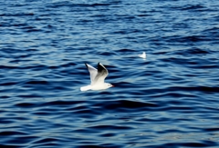 カモメおじさんまだ来ないかな～