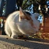 冬の猫　５