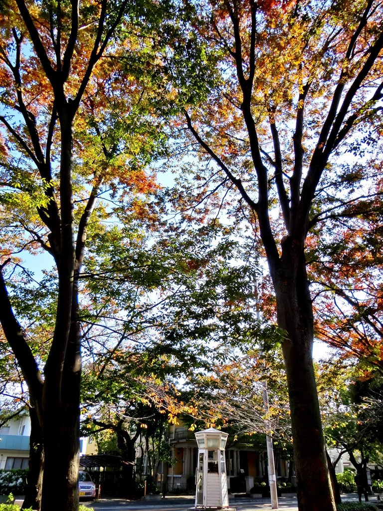 電話ボックスと紅葉の森