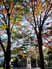 電話ボックスと紅葉の森