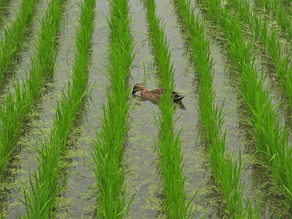 水田のカルガモ