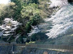 穴澤天神社の桜