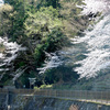 穴澤天神社の桜
