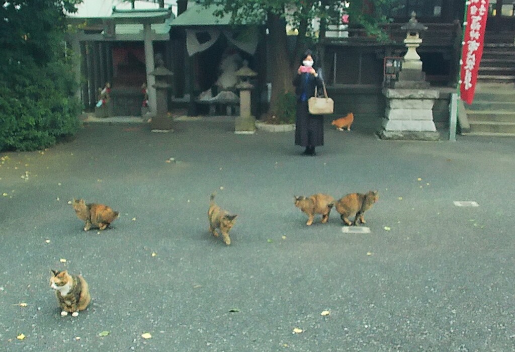 春に生まれた子猫たちかも