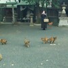 春に生まれた子猫たちかも