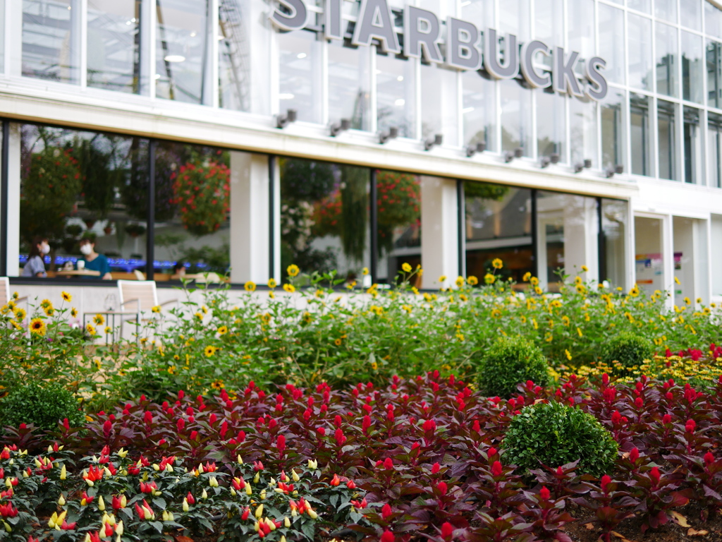 スターバックス