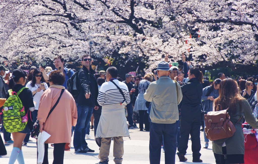 上野公園の桜