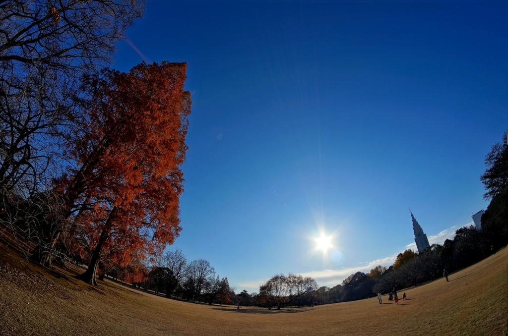 末期の紅葉　４