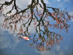 紅梅と緋鯉