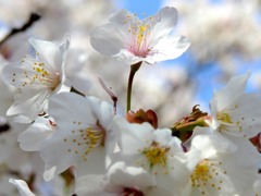 わしゃ群れるのが嫌いじゃけんの