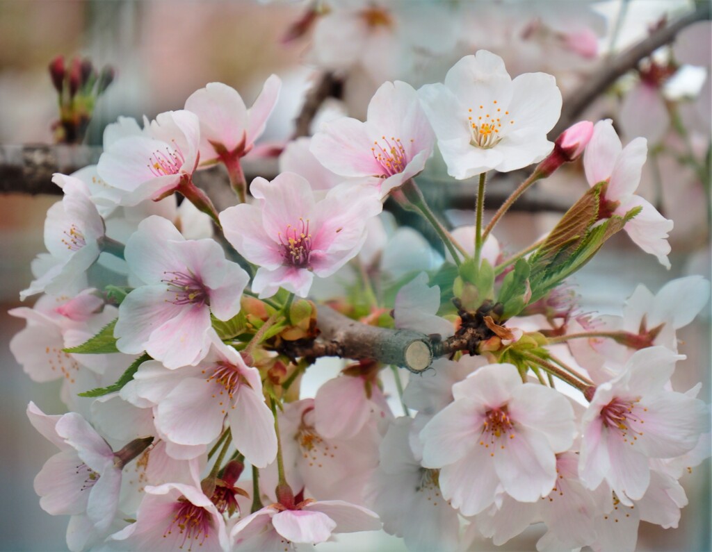 小学校の桜