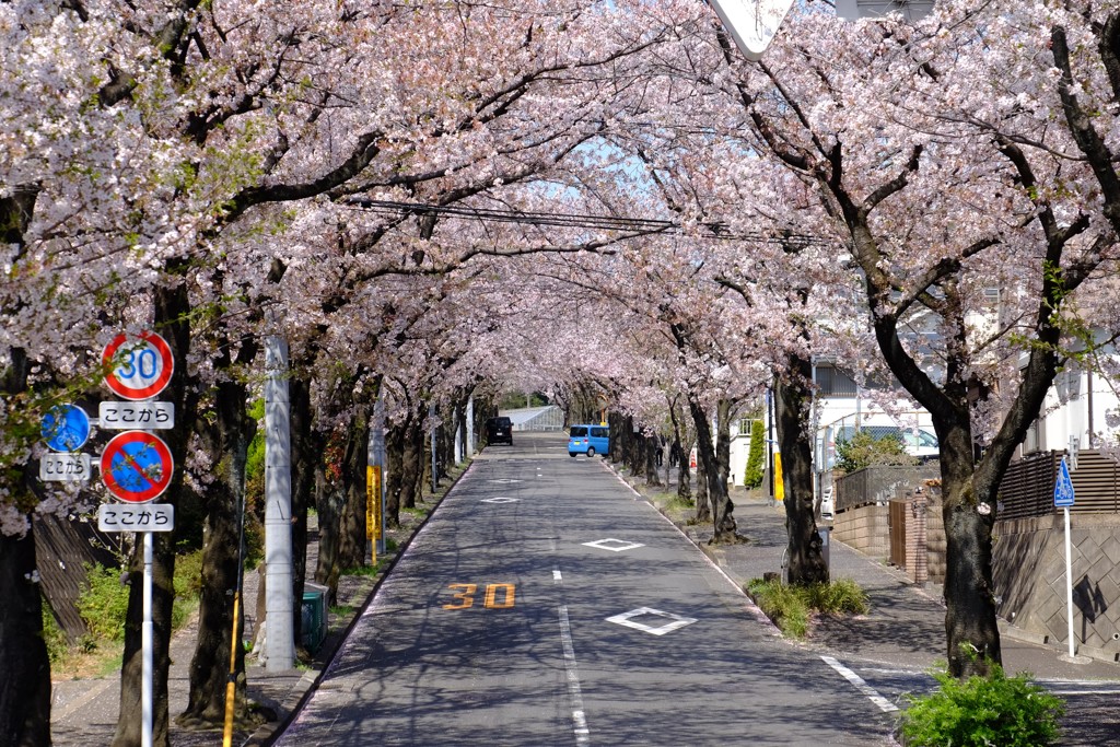 川崎市農業技術支援センター方面の桜のトンネル