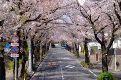 川崎市農業技術支援センター方面の桜のトンネル 川崎市農業技術支援センター方面の桜のトンネル