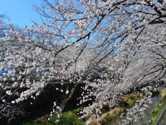 三沢川さくら通り