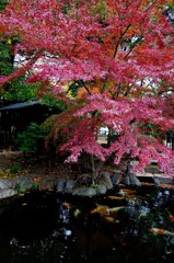 紅葉と緋鯉