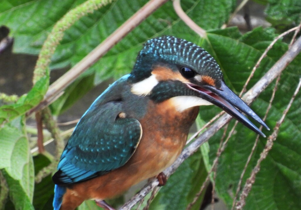 カワセミマスターの教え