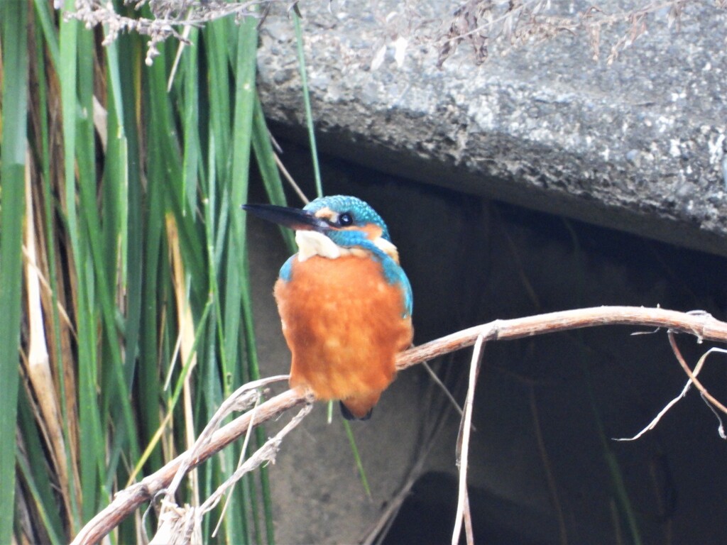 1羽目のカワセミ