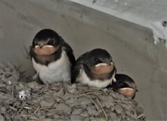 大きくなりました