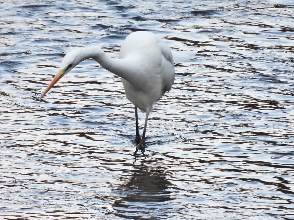 ダイサギ