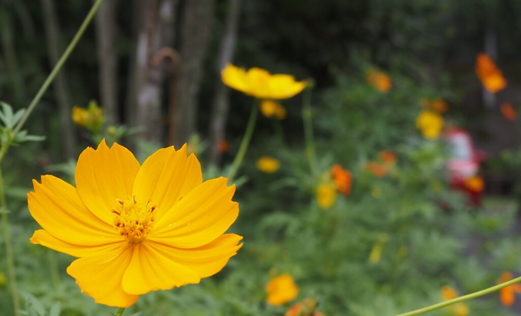 キバナコスモス