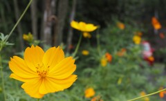 キバナコスモス