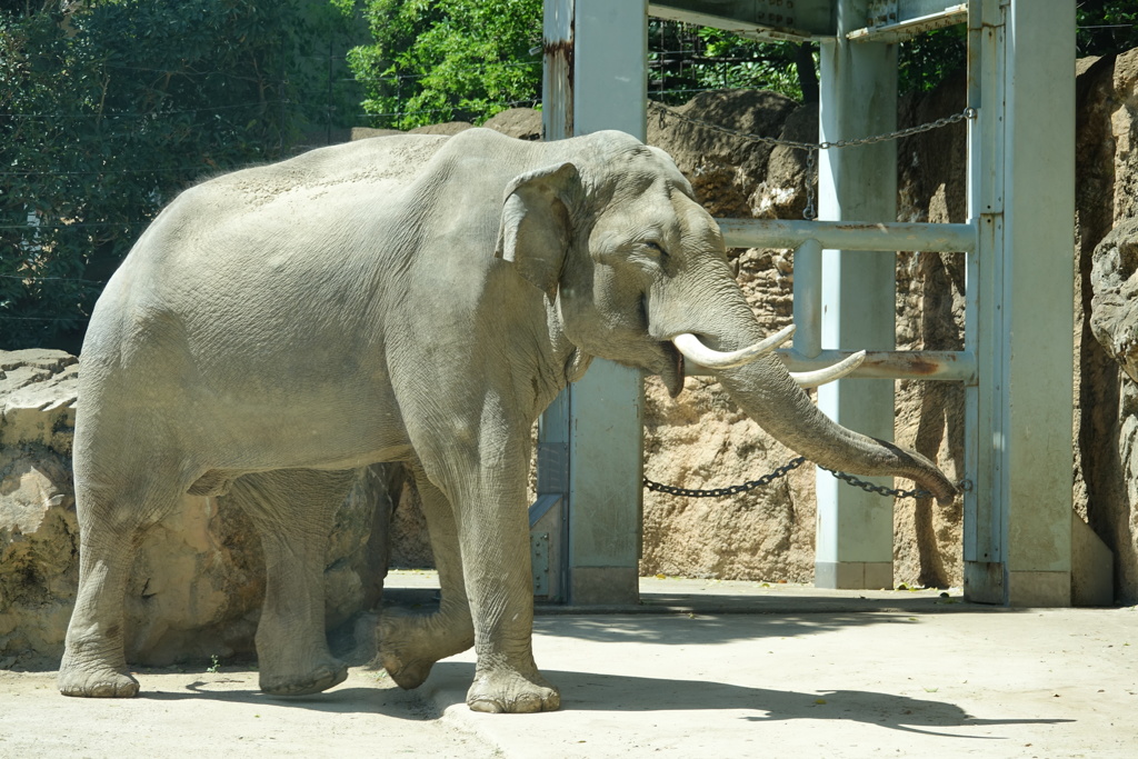 インドゾウさん