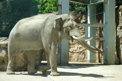 インドゾウさん