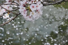 花筏