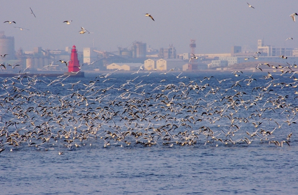 横浜港のカモメの群れ