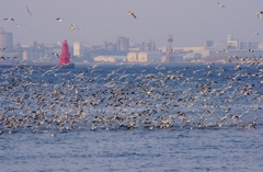 横浜港のカモメの群れ
