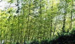 日本民家園の竹林