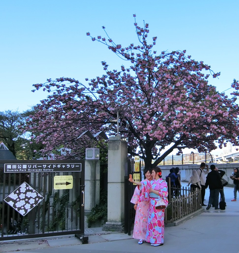隅田公園の和服女子