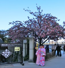 隅田公園の和服女子
