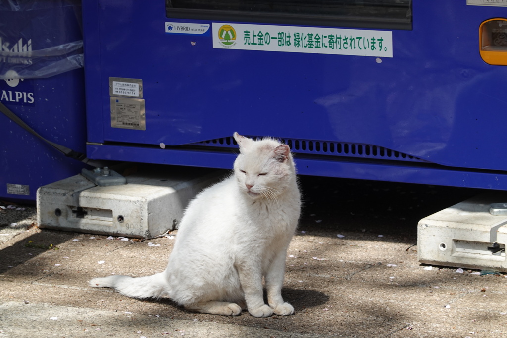 だいぶくたびれてるな