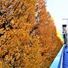 黄葉の盛り