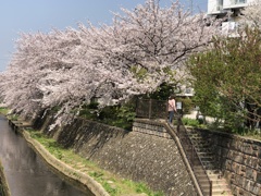 二ケ領用水の桜並木