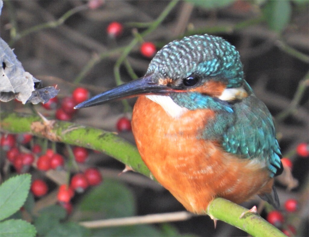 2羽目のカワセミ