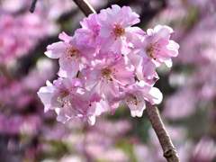 緋桜