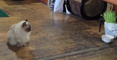 猫草とクーちゃん