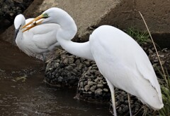 ダイサギもゲット！