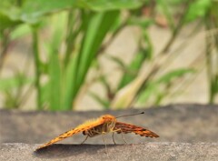 ツマグロヒョウモン