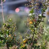 キヤノンNewFD80-200mmF4